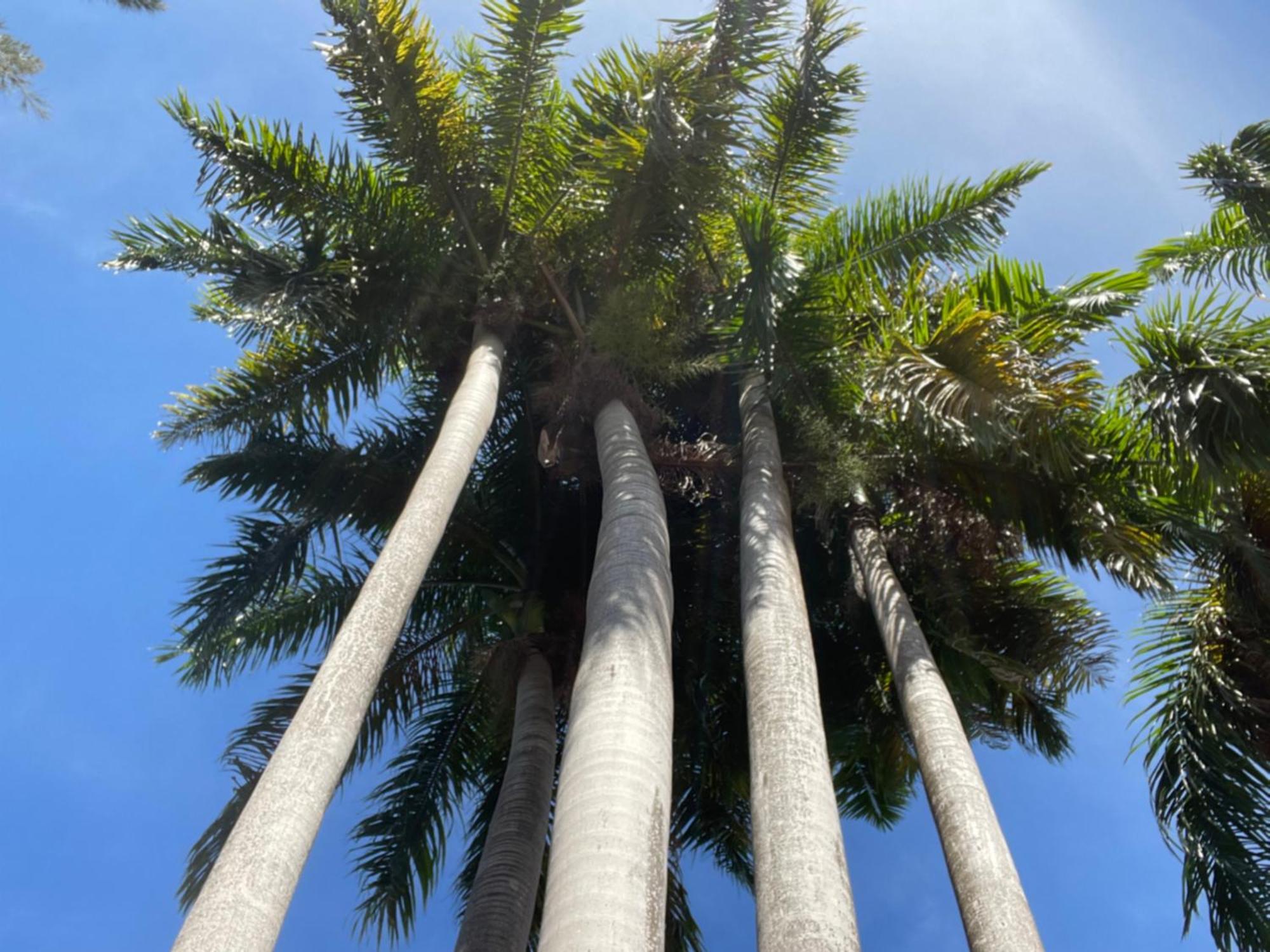 Peaceful Palms Montego Bay Otel Dış mekan fotoğraf